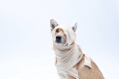 Beyaz arka planda başı açık bir eşarp takmış bir köpek. Evcil hayvan, hayvan ve hayvan bakımı kavramı. yüksek kaliteli fotoğraf