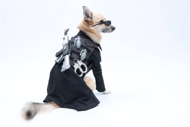 Siyah elbiseli köpek.