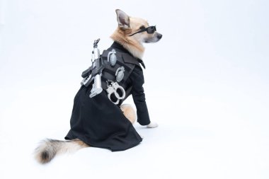 Siyah ceket giyen bir köpek.