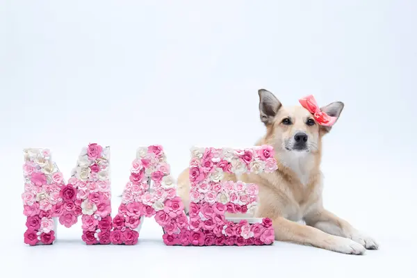 Çiçekten bir sözcüğü olan köpek.