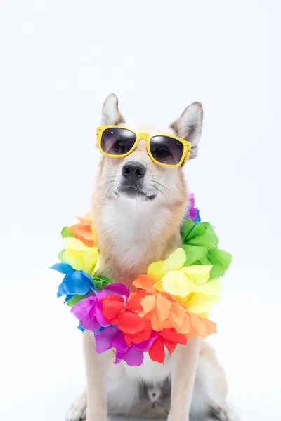 Güneş gözlüklü komik köpek ve gökkuşağı renginde beyaz arka planda gökkuşağı bayrağı