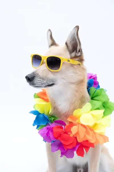 Gökkuşağı güneş gözlüklü sevimli köpek yavrusu ve parlak gökkuşağı rengi