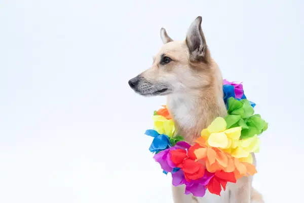 Renkli gökkuşağı bayraklı bir köpek.