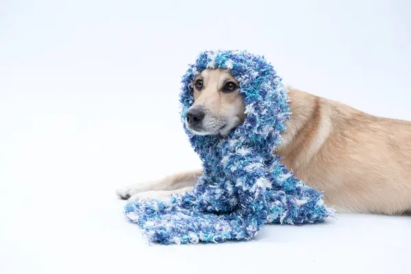 Beyaz arka planda eşarp takmış sevimli bir köpek.