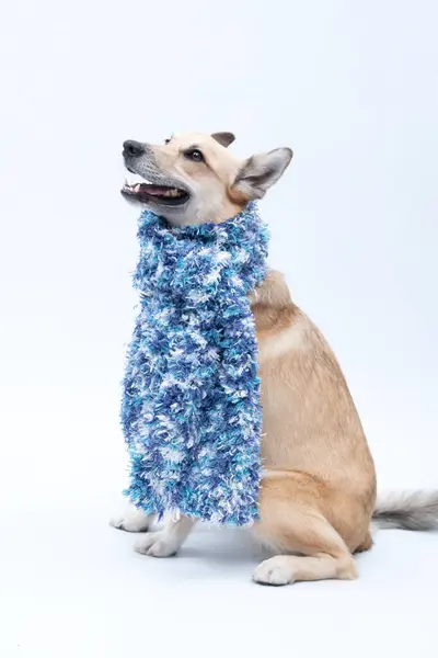 Tasmalı eşarp takan köpek.