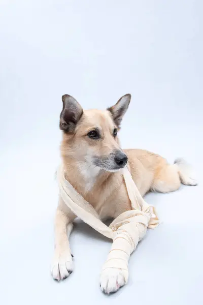 Hasta köpek bandajı ve beyaz arka planda bir köpek tasması.