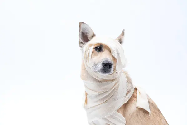 Beyaz eşarplı bir köpek. Boynunda eşarp olan bir köpek. Hayvan bakımı, hayvanlar, hayvanlar..