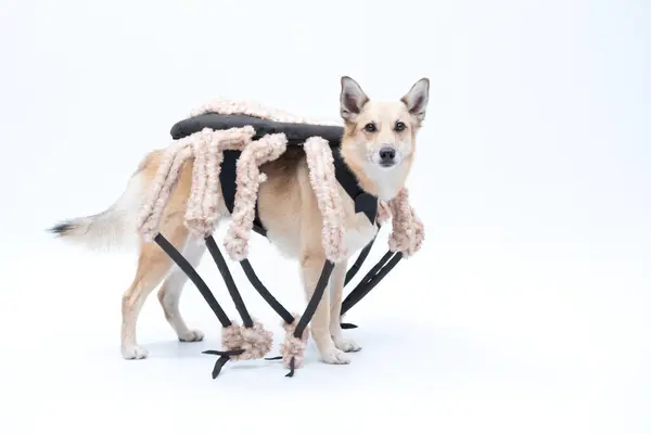 Örümcek şeklinde bir köpek.