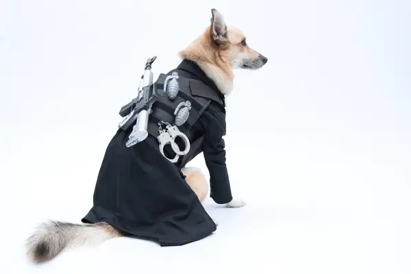 Siyah yakalı siyah köpek.