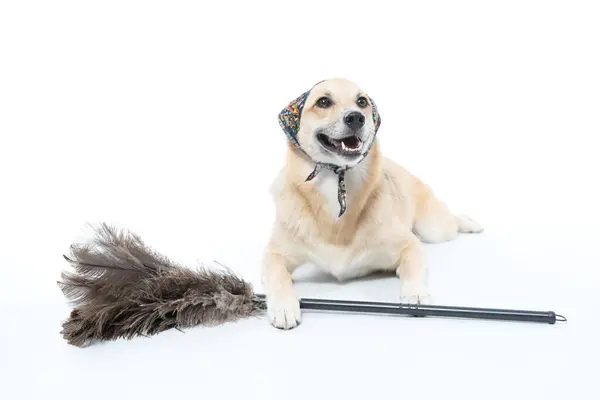 Labrador av köpeği ve beyaz arka planda bir fırça, izole edilmiş.