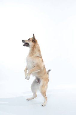 Stüdyoda sevimli bir köpek var.