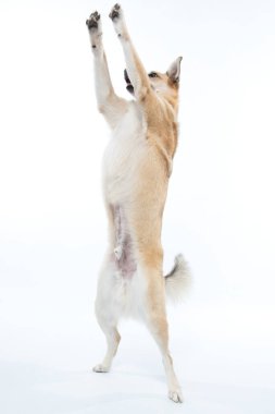 beyaz arka planda köpek