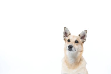 Beyaz arka planda bir portre köpeği.