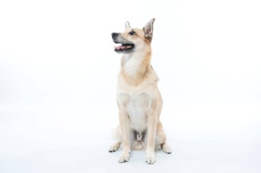 Güzel köpek çobanı.