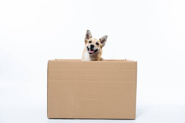 Karton bir kutuda köpek Jack Russell Terrier. evcil hayvan, evcil hayvan.