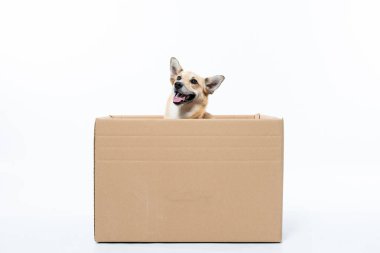 Beyaz arka planda izole edilmiş karton kutunun içindeki sevimli köpek. komik hayvan..