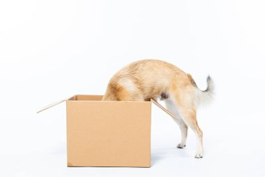 Jack Russell Terrier köpeği beyaz arka planda boş karton kutuyla
