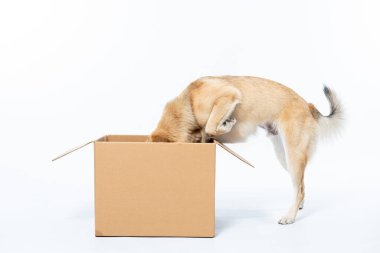 Karton kutuda bir köpek. Jack Russell Teriyer.