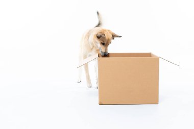 Beyaz arka plandaki kutuda bir köpek. evcil hayvan kavramı.