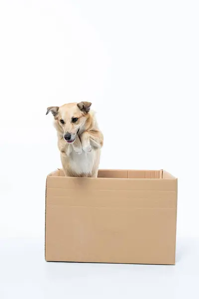 Beyaz arkaplanda karton kutudaki köpek