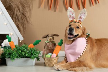 ensaio Pet - İki Klik Fotoğraf Evcil Hayvanı