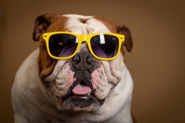 ensaio Pet - İki Klik Fotoğraf Evcil Hayvanı