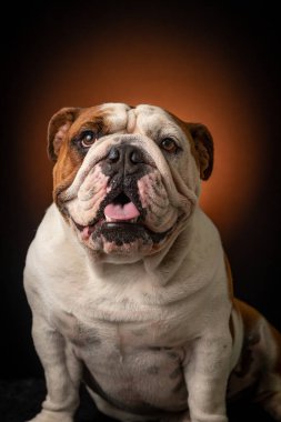 ensaio Pet - İki Klik Fotoğraf Evcil Hayvanı