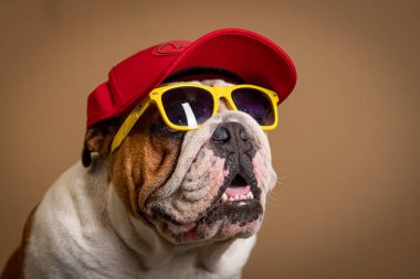 ensaio Pet - İki Klik Fotoğraf Evcil Hayvanı