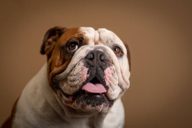 ensaio Pet - İki Klik Fotoğraf Evcil Hayvanı