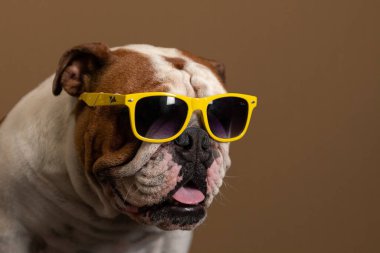 Gri arka planda güneş gözlüklü köpek