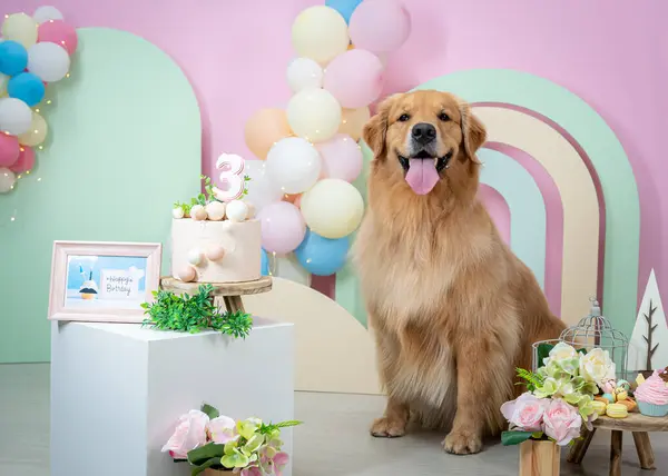 ensaio Pet - İki Klik Fotoğraf Evcil Hayvanı