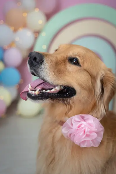 ensaio Pet - İki Klik Fotoğraf Evcil Hayvanı