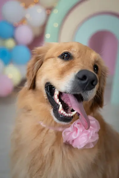 ensaio Pet - İki Klik Fotoğraf Evcil Hayvanı