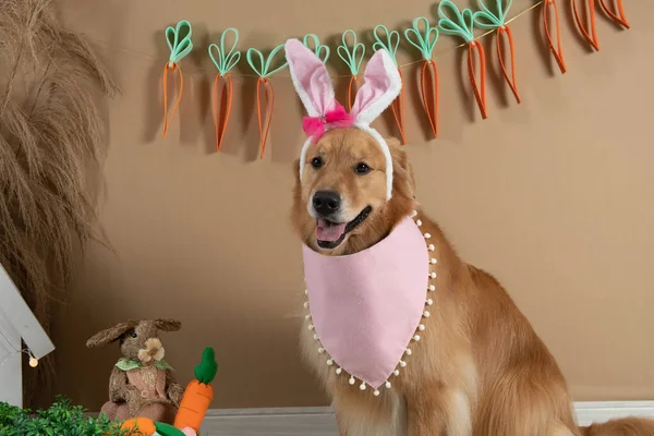 ensaio Pet - İki Klik Fotoğraf Evcil Hayvanı