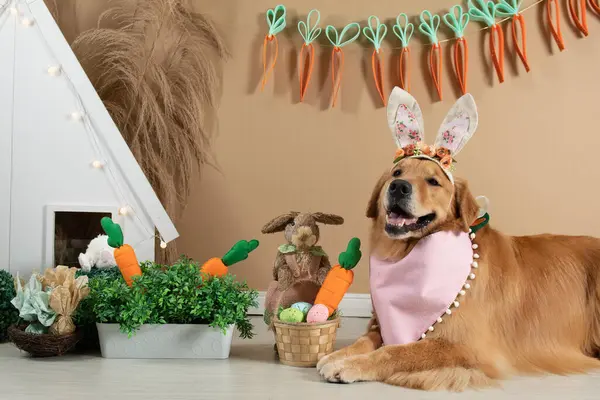 ensaio Pet - İki Klik Fotoğraf Evcil Hayvanı