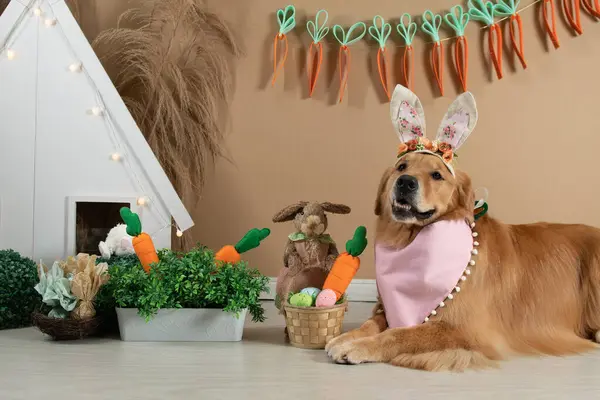 ensaio Pet - İki Klik Fotoğraf Evcil Hayvanı