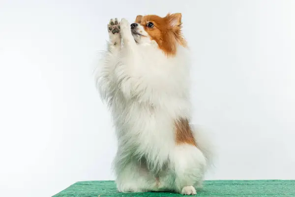 Beyaz bir arka plan üzerinde kenar kömür ocağı köpek