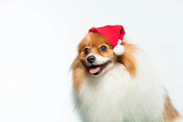 Beyaz şapkalı köpek.