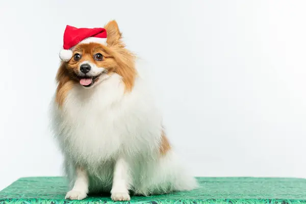 Pomeranian Noel Baba şapkalı yavru köpeği.