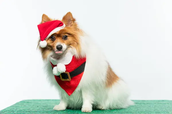 Beyaz arka planda Noel Baba gibi giyinmiş şirin bir köpek.