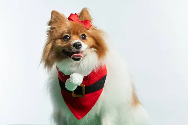 Yeni yıl için Noel kostümü giymiş şirin bir köpek.