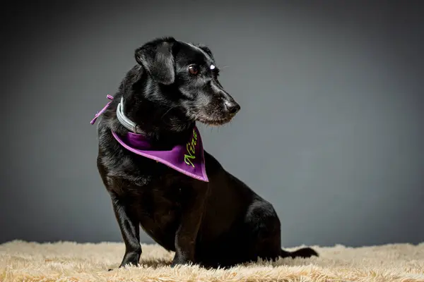 Siyah labrador köpeği, mor arka planda büyük kulakları var.