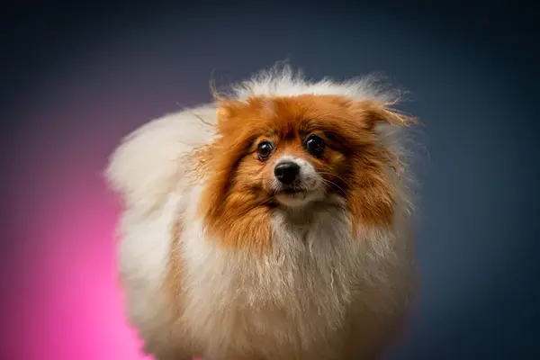 Köpek. Koyu arkaplanda neon renkli papillon köpek