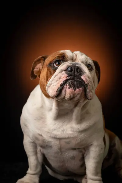 ensaio Pet - İki Klik Fotoğraf Evcil Hayvanı