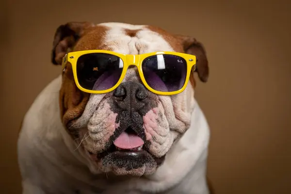 ensaio Pet - İki Klik Fotoğraf Evcil Hayvanı