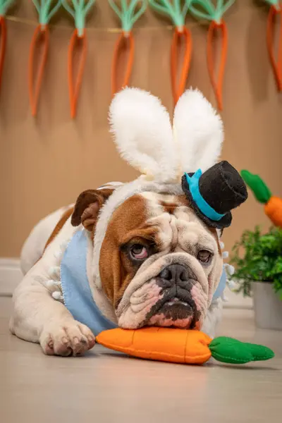 ensaio Pet - İki Klik Fotoğraf Evcil Hayvanı