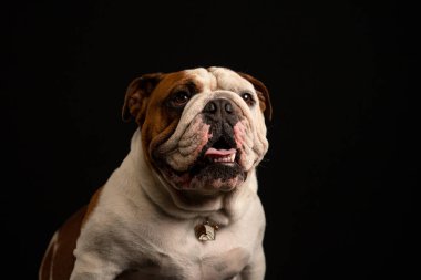 Siyah arka planda izole edilmiş şirin bir siyah boğa köpeğinin stüdyo fotoğrafı.