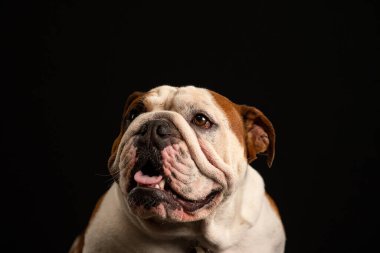 Stüdyoda siyah arka planda İngiliz bulldog 'u.