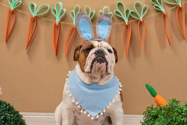 cute dog wearing bunny ears with easter egg