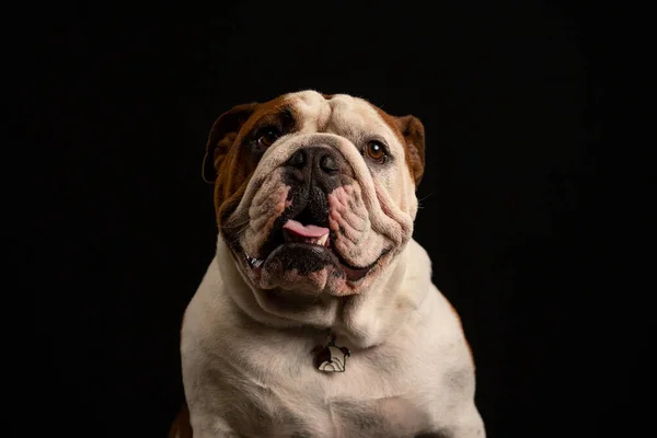 Siyah arka planda İngiliz Bulldog 'u